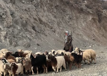 شیرزن عشایر در مسیر کوچ جبالبارز شمالی؛ تفنگ بر دوش، گله در پیش