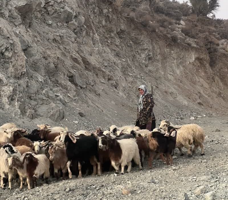 شیرزن عشایر در مسیر کوچ جبالبارز شمالی؛ تفنگ بر دوش، گله در پیش